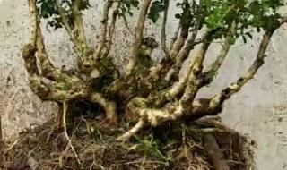 小叶黄杨盆景价格