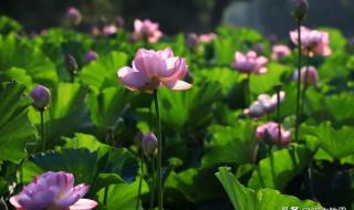 简短的美文美句 六月美句经典的话