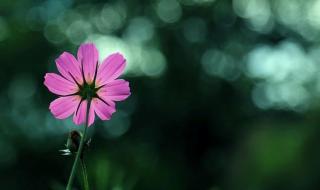 四海扬帆是什么生肖