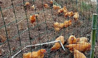 公路护栏多少钱一米 铁网围栏多少钱一米