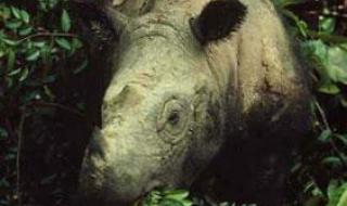 村民养17只濒危老虎 村民养17只濒危老虎