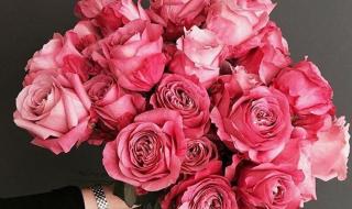 送几朵玫瑰花的含义 送几朵玫瑰花的含义