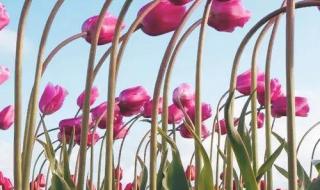 紫色郁金香图片