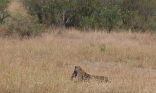 动物世界狮子与鬣狗 动物世界狮子与鬣狗